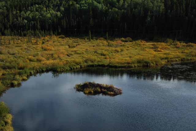 mushrooms on Patricia Lake Loop